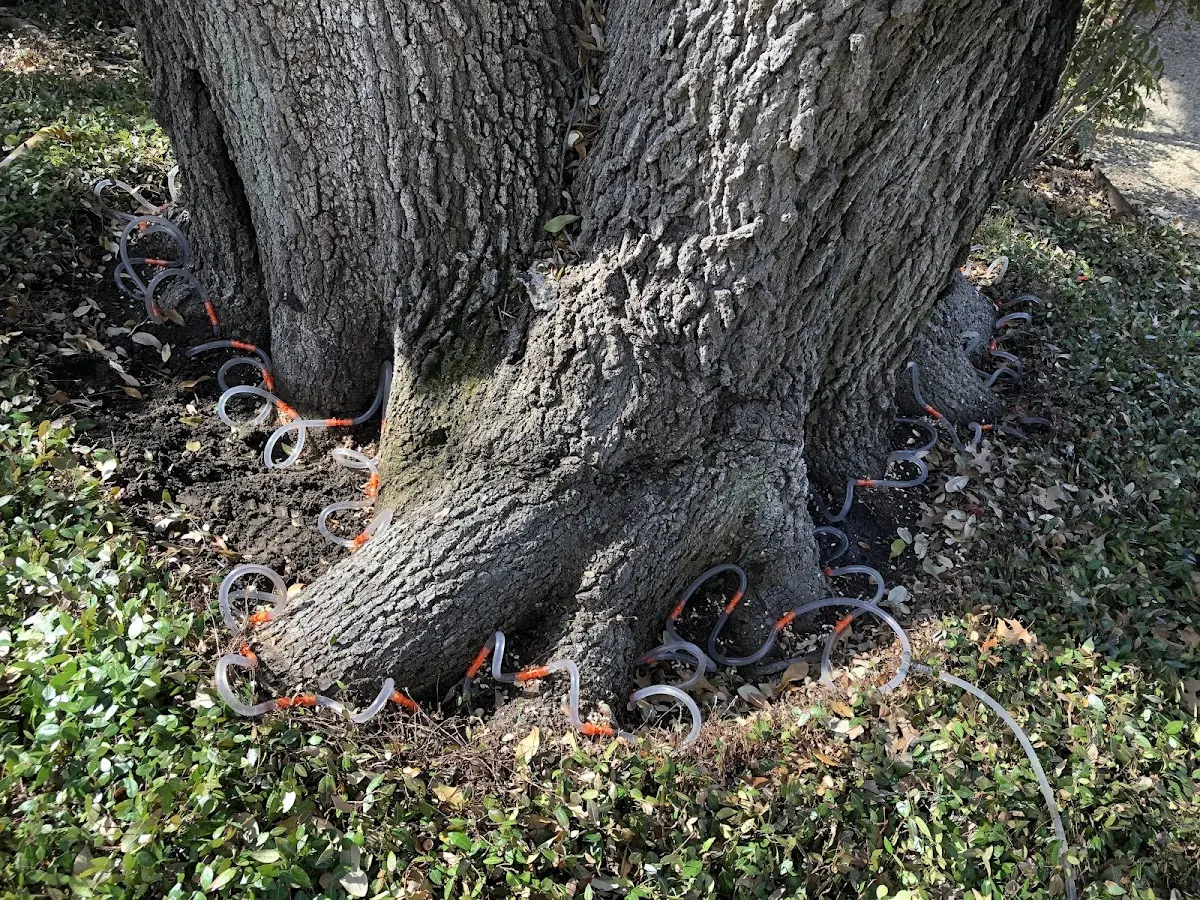 Detailed Tree Cabling and Bracing job site in Cadet